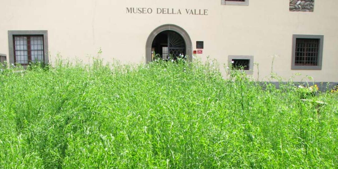 MUSEO DELLA VALLE Fondazione Polli-Stoppani - Zogno (Bergamo) - Coltivazione del lino - COVER